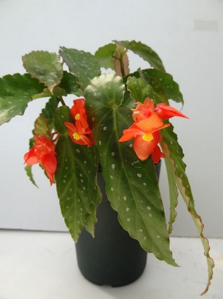 B. ‘Kagayaki’